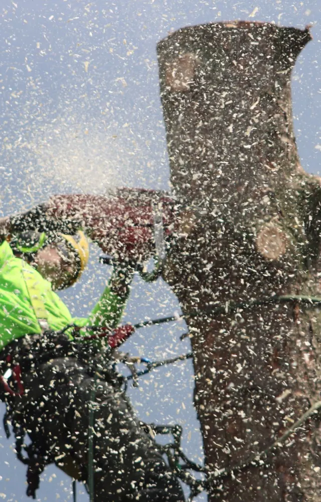 Arborist dismantling a tree trunk in sections with a chainsaw