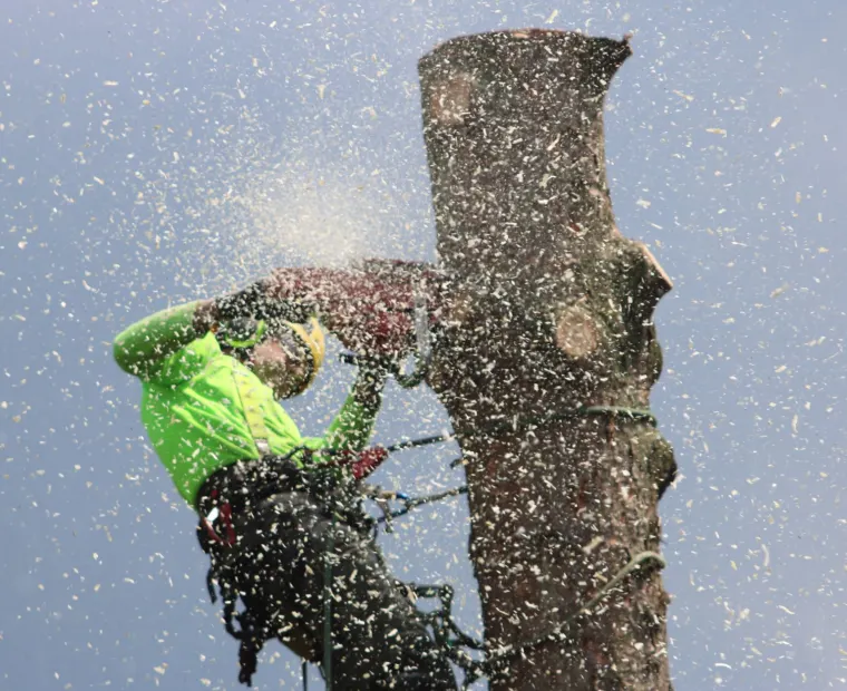 Arborist dismantling a tree trunk in sections with a chainsaw
