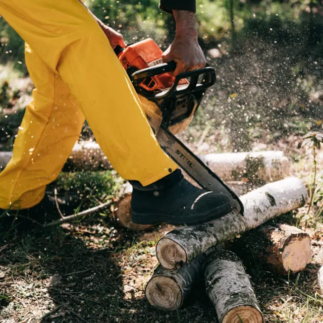 Felled trunk being cut to length with a chainsaw