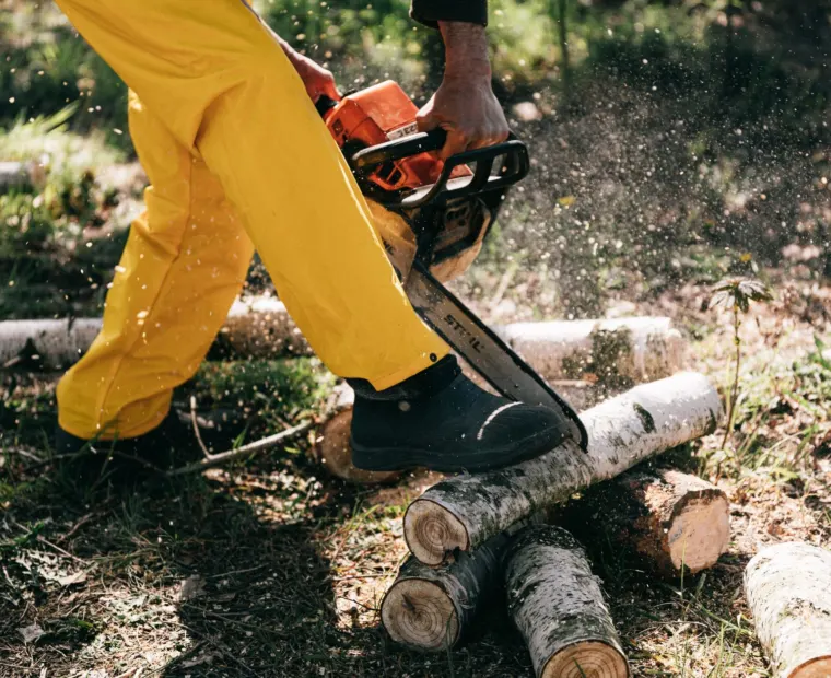 Felled trunk being cut to length with a chainsaw
