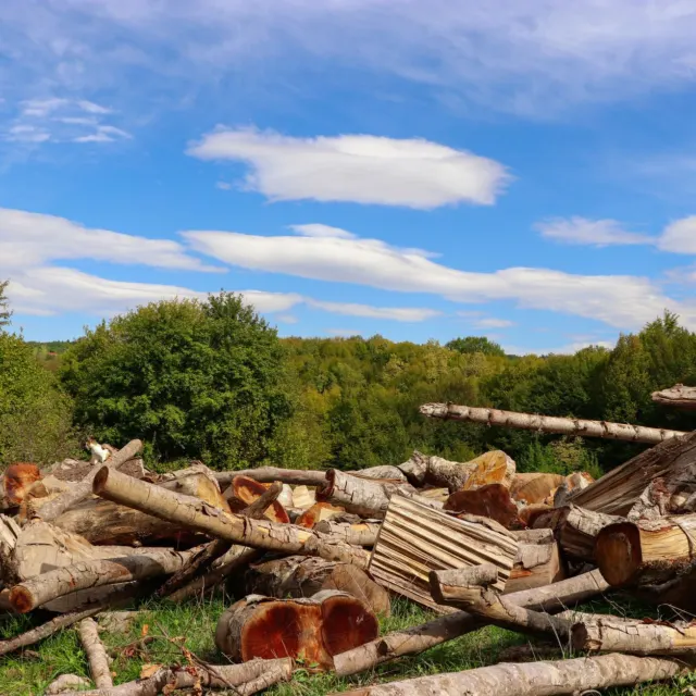 Lot cleared of trees with timber stacked for removal