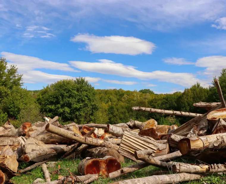 Lot cleared of trees with timber stacked for removal