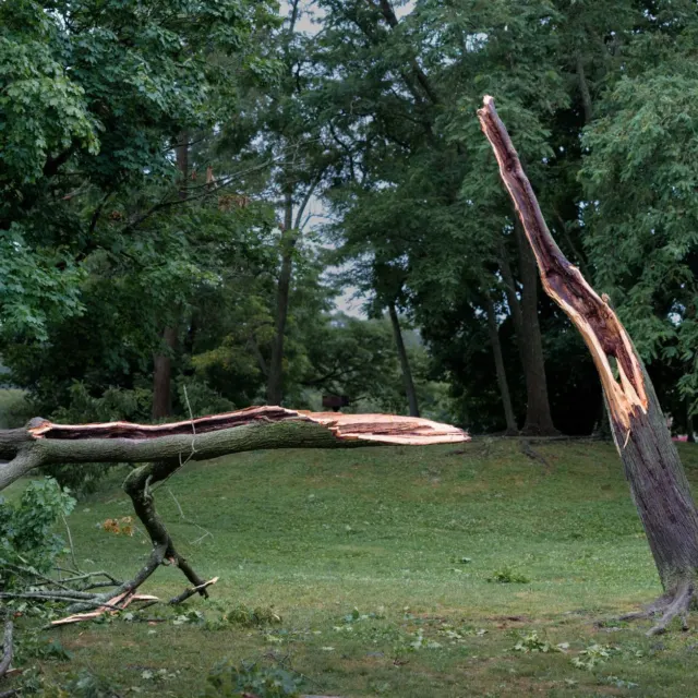 Storm-damaged tree split and fallen across a lawn