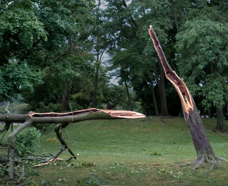 Storm-damaged tree split and fallen across a lawn