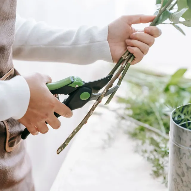 Pruning shears trimming a branch