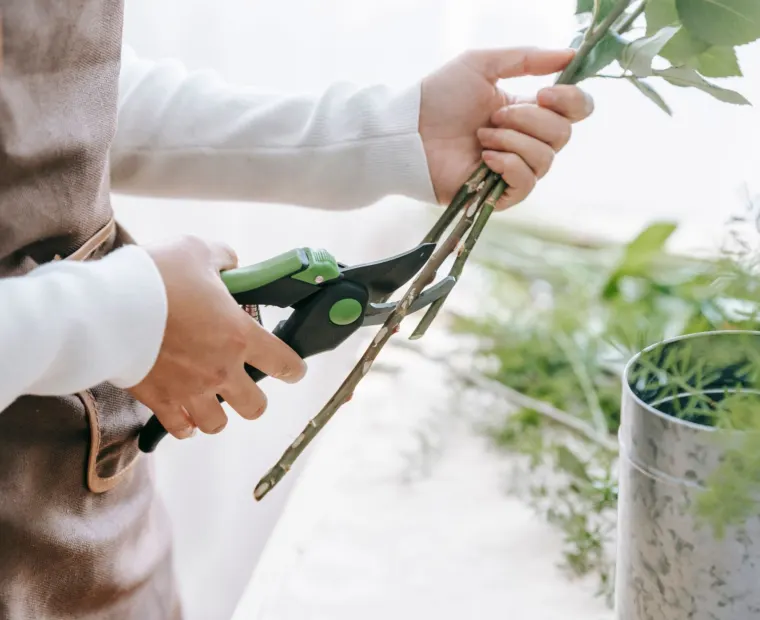 Pruning shears trimming a branch